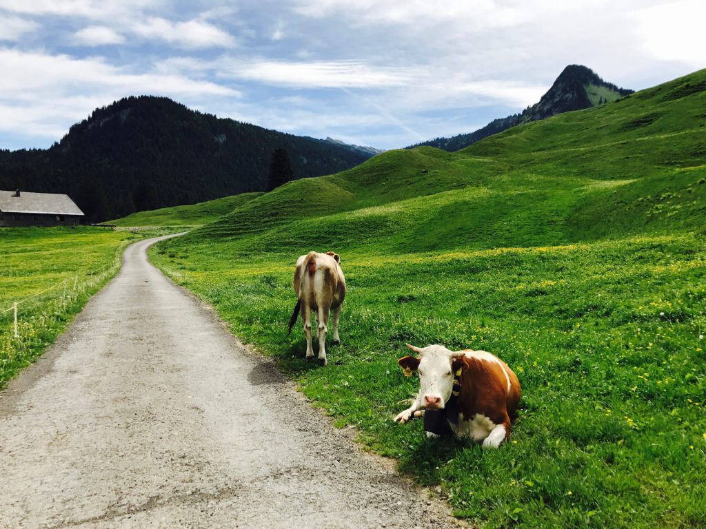 IMG 0023 1024x768 - Regio Vorarlberg, het mooiste stukje Oostenrijk?