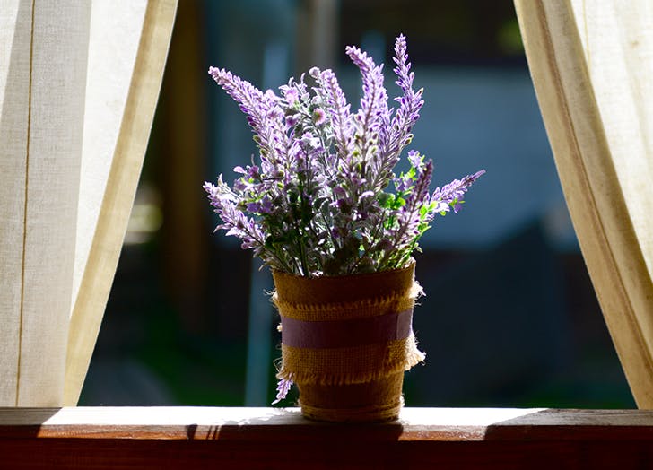 mood boosting houseplants 2 - Van deze 5 kamerplanten is wetenschappelijk bewezen dat ze je beter laten voelen