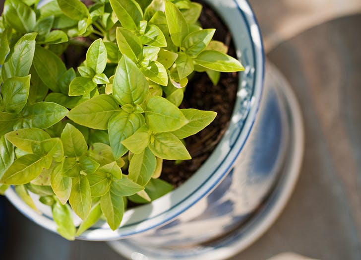 mood boosting houseplants 5 - Van deze 5 kamerplanten is wetenschappelijk bewezen dat ze je beter laten voelen