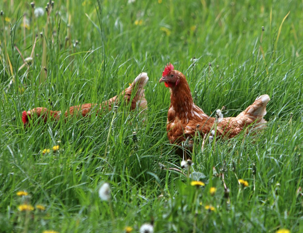 bksander nijhuis11mei2020stan102 1 1024x786 - Waarom Blije Kip eieren stukken beter zijn voor jou, de natuur en de kippen zelf!